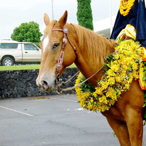 ハワイ島ヒロ、メリー・モナーク・パレード、フラ、５０周年