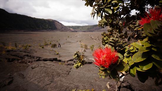 ハワイ島観光ツアー『ザ・朝火山ツアー』リポート　12月3日(ハワイ島マイカイオハナツアー)004