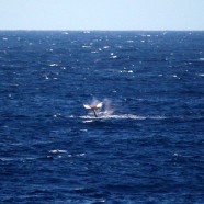 ハワイ島にクジラの季節がやってきました！（2011.12.09 ハワイ島ツアー：キラウエア・アドベンチャー）