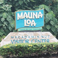 ハワイ島観光スポット『マウナロアのマカダミアナッツ工場』