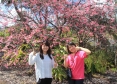 ハワイ島では一足先に春の訪れ！？満開の桜の木を発見！【朝火山】