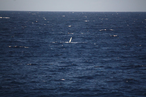 海の真ん中に見えるのは、クジラです！