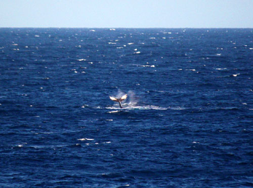 ハワイ島に冬をお知らせするクジラがやってきました。