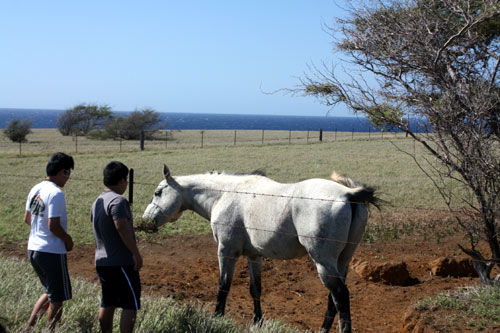 アメリカ最南端、ハワイ島サウスポイントの馬と一緒に・・・